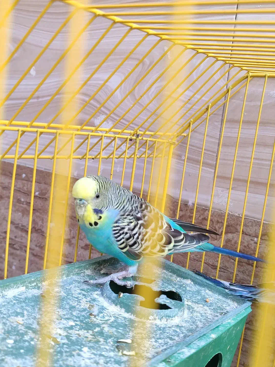 جفت مرغ عشق|پرنده|سراوان, |دیوار