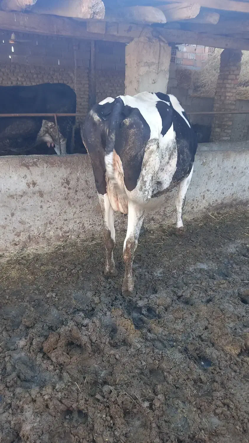 گاو و گوساله پنچ ماه|حیوانات مزرعه|گرگان, |دیوار
