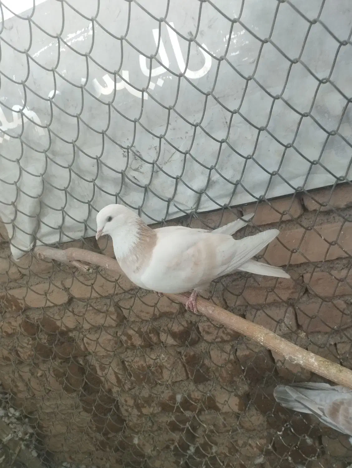 کبوتر پرشی|پرنده|رباطکریم, رباطکریم|دیوار