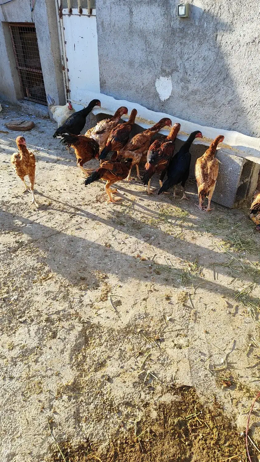 مرغ و خروس لاری|حیوانات مزرعه|میانه, |دیوار