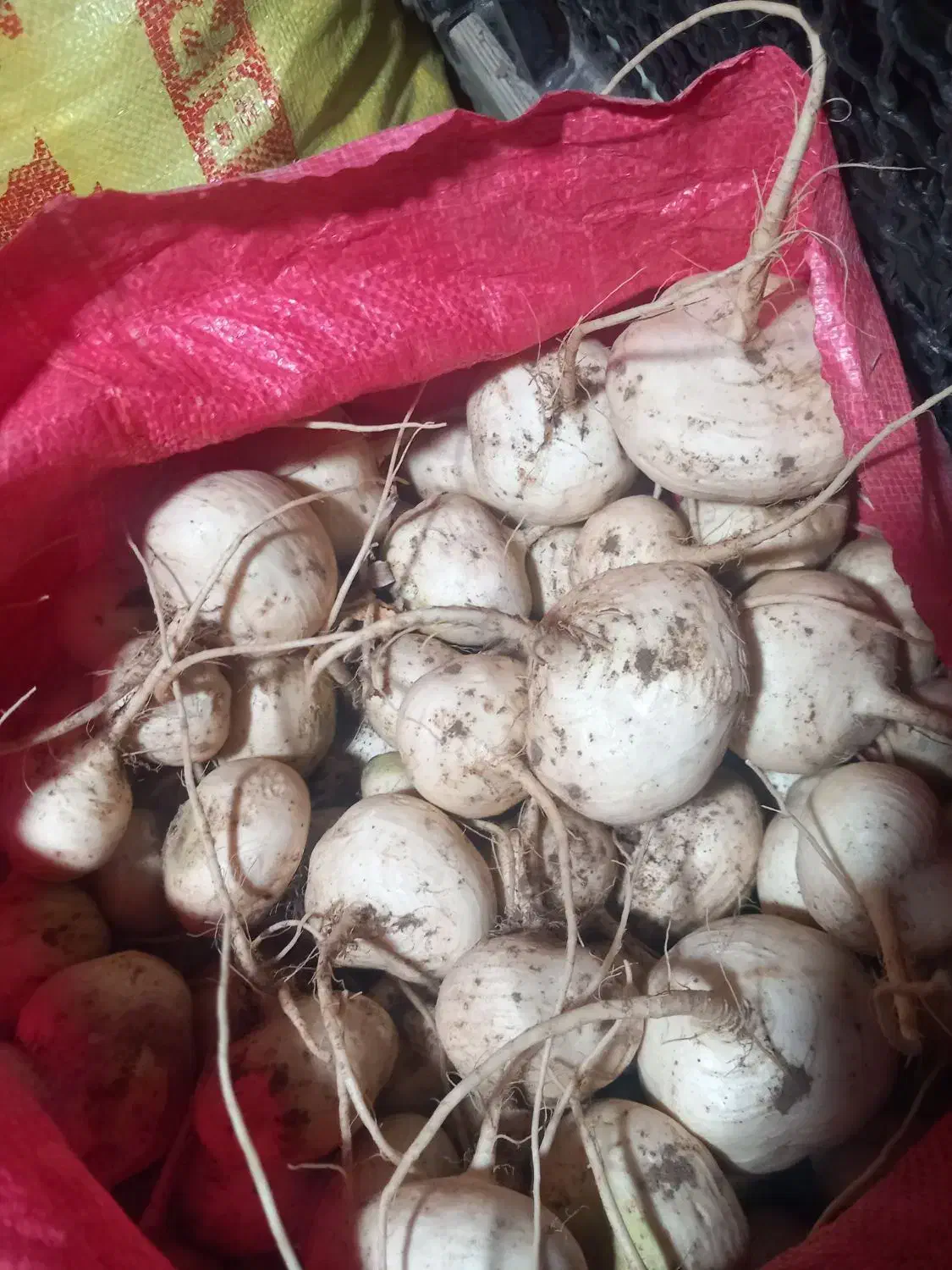 شلغم|حراج|خوسف, |دیوار