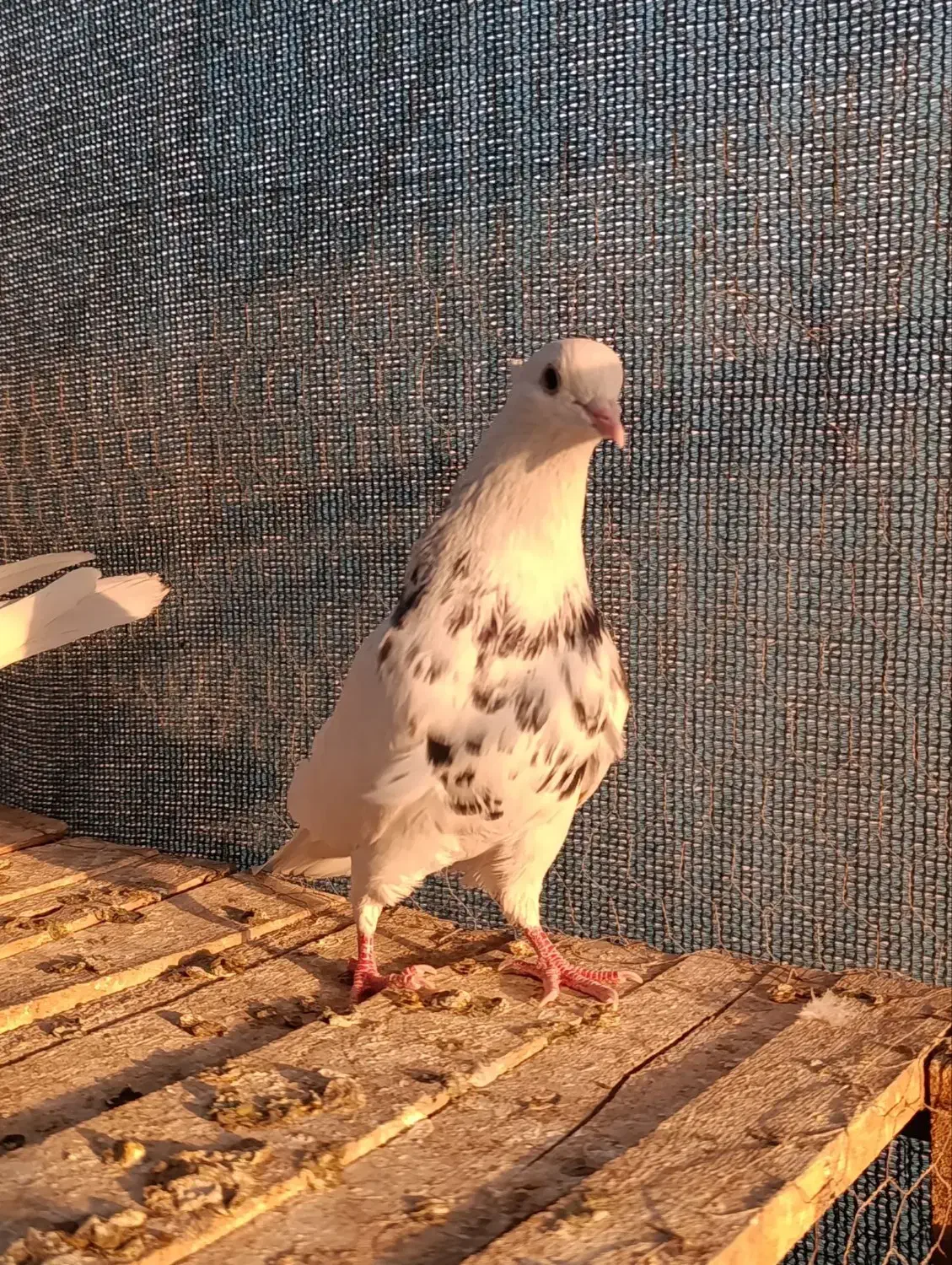 طوقی هفت رنگ|پرنده|اصفهان, حصه شمالی|دیوار