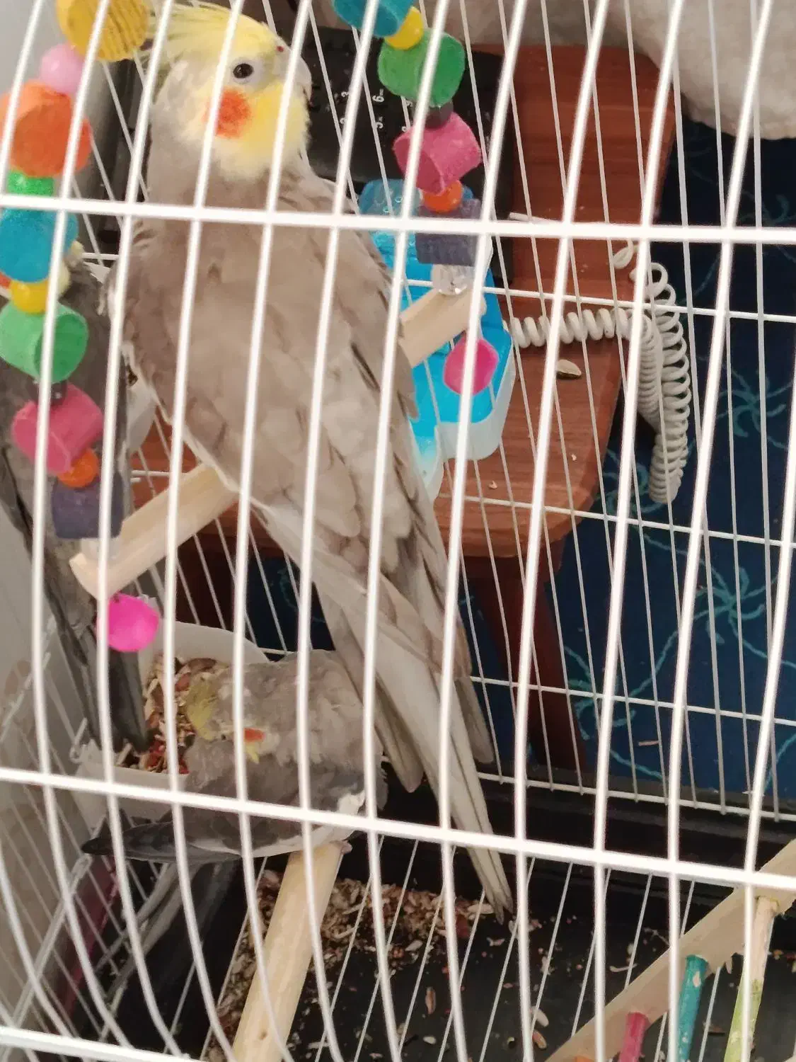 4ععد عروس|پرنده|ری, فیروزآبادی|دیوار