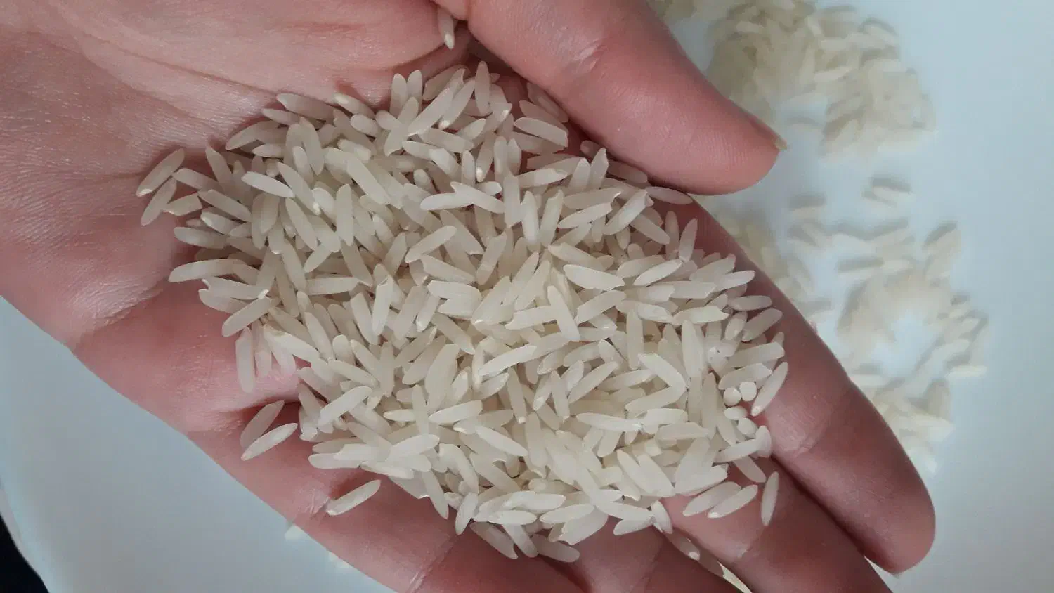 برنج طارم محلی اعلا|خوردنی و آشامیدنی|کرج, شهرک فهمیده|دیوار