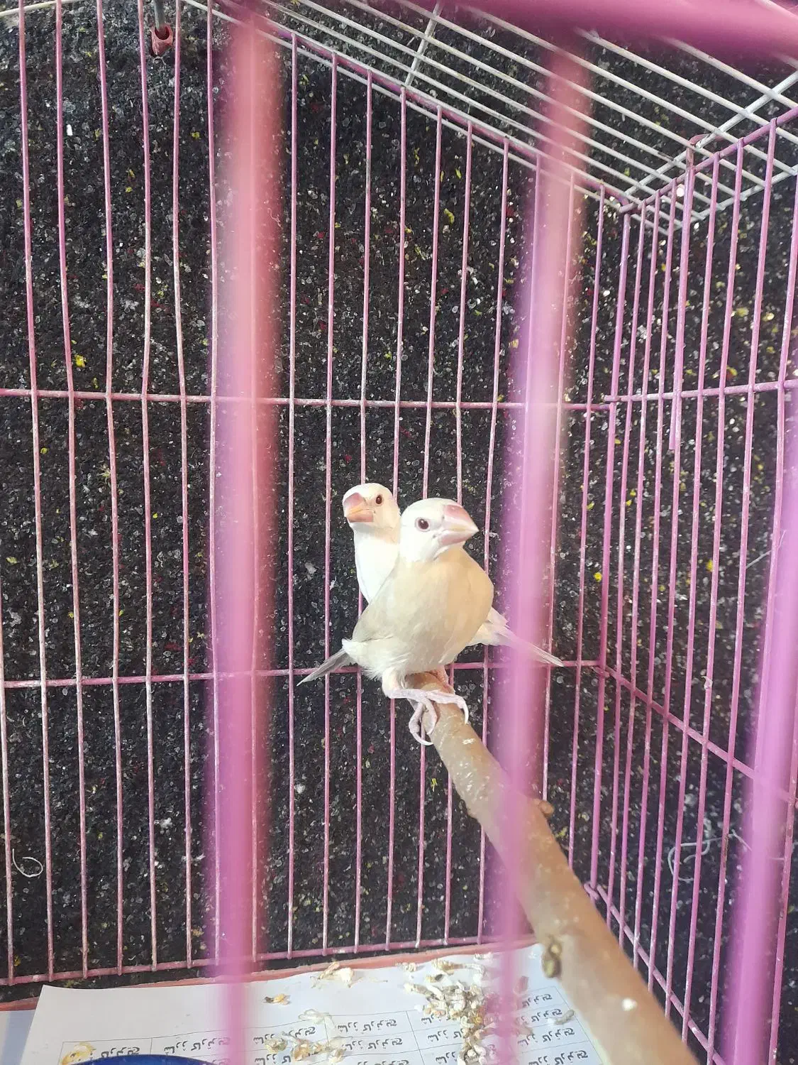 یک جفت فنچ جوجه نرگسی چشم شرابی|پرنده|محمدشهر, محمدشهر|دیوار