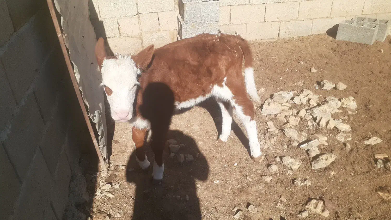 گاو شیری|حیوانات مزرعه|فراغی, |دیوار