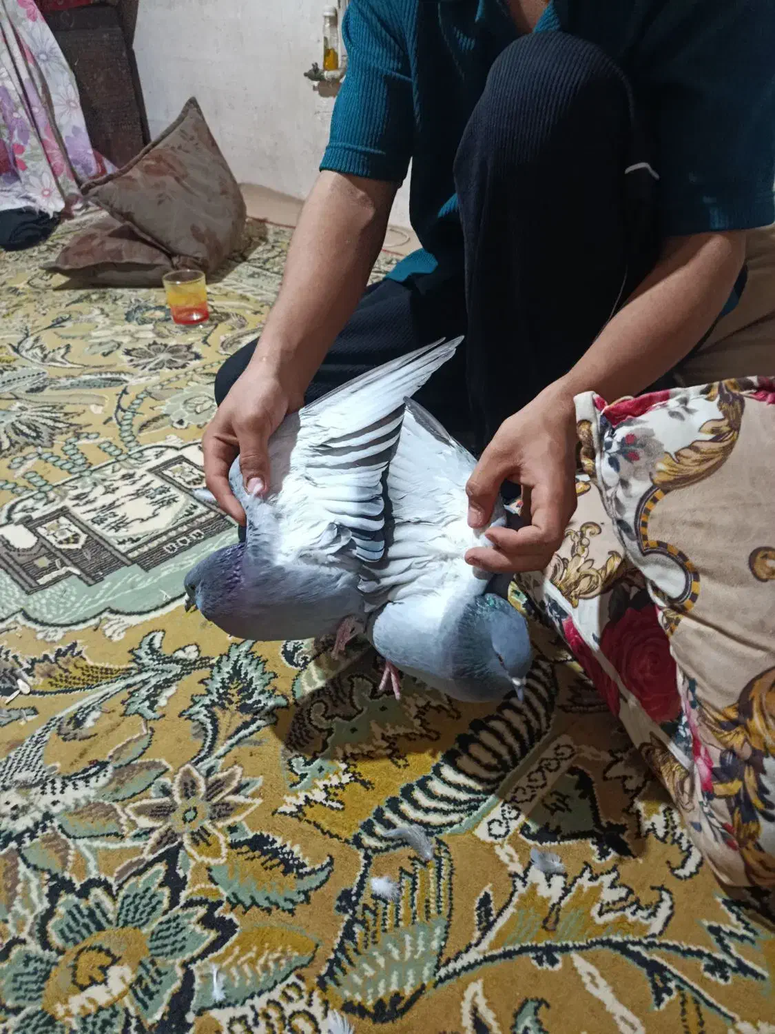 کبوتر جفت|پرنده|مینودشت, |دیوار