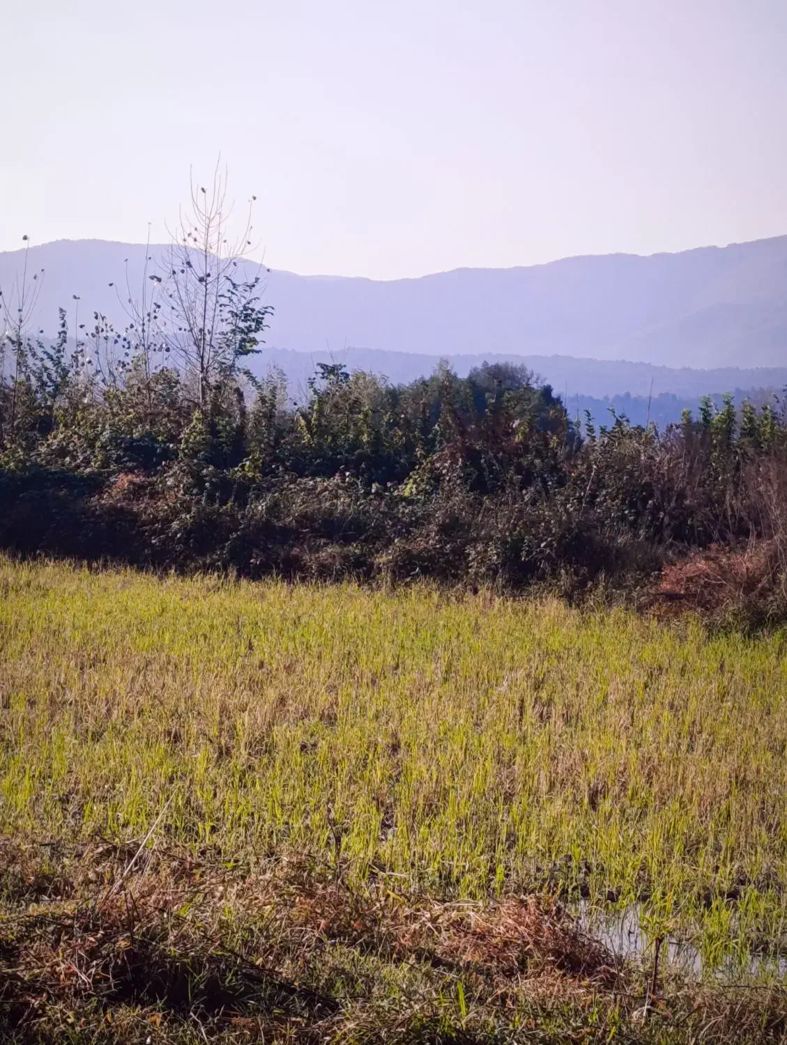 ۵۰۰متر داخل بافت دور دیوار|فروش زمین و ملک کلنگی|احمدسرگوراب, |دیوار