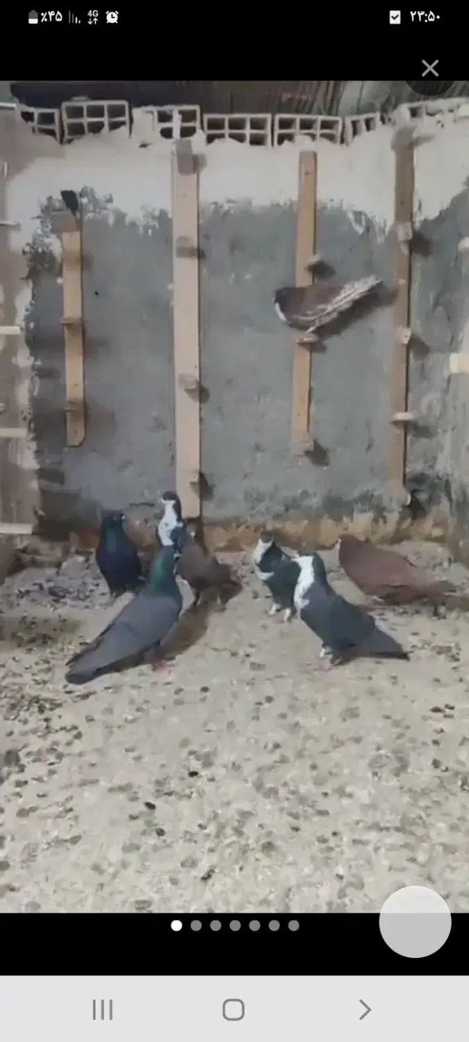 کفتر ریش یا کرباتی|پرنده|مشهد, امین آباد|دیوار