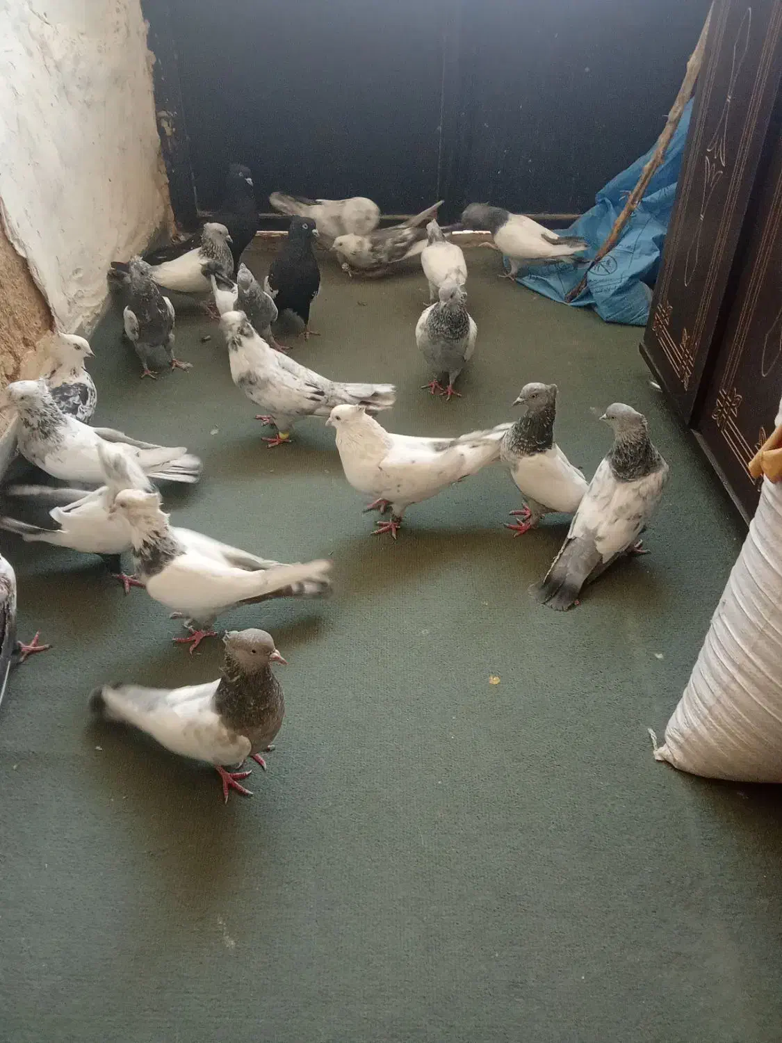 کفتر|پرنده|بیضا, |دیوار