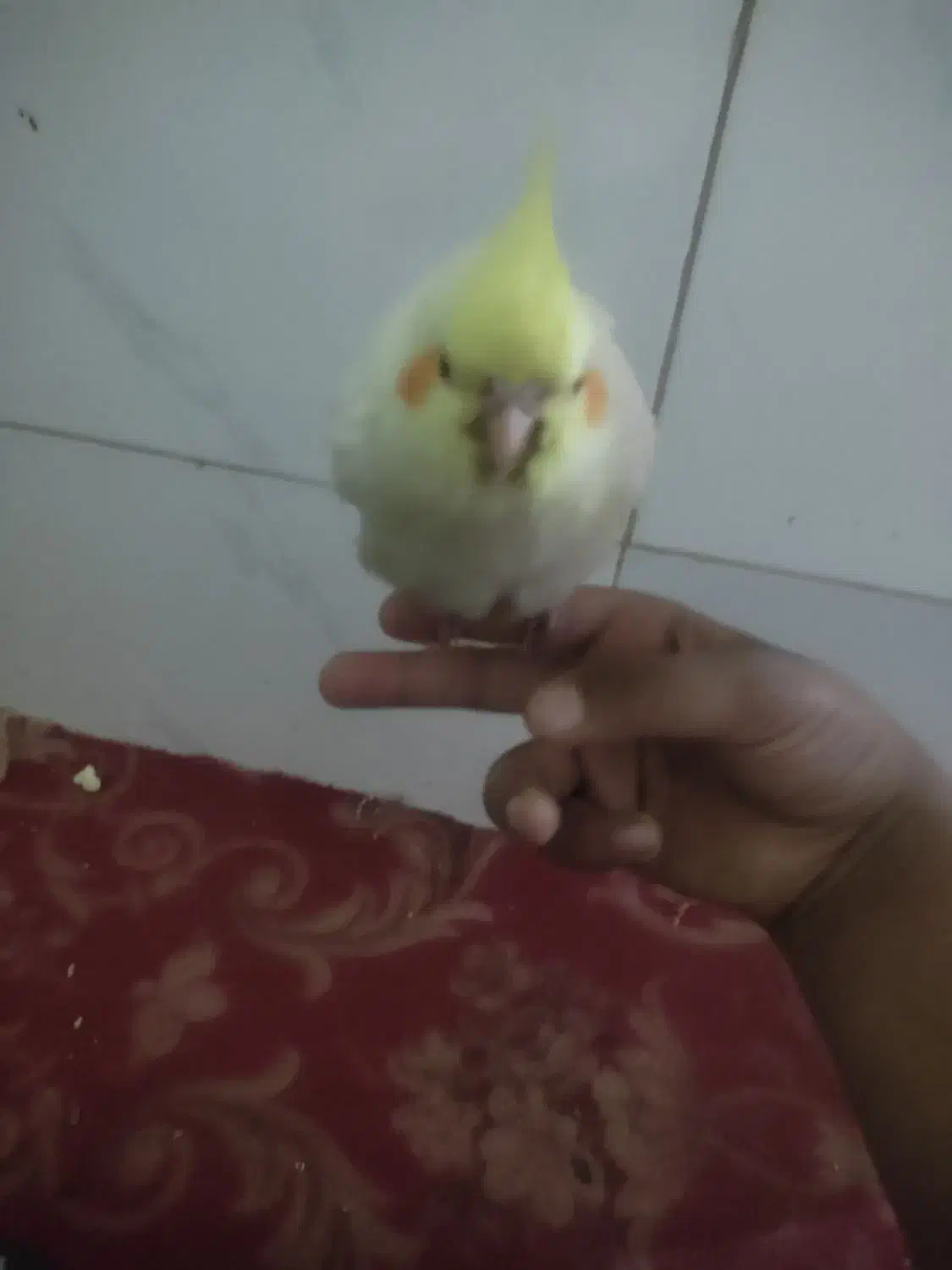 پرنده|پرنده|شیراز, وزیرآباد|دیوار