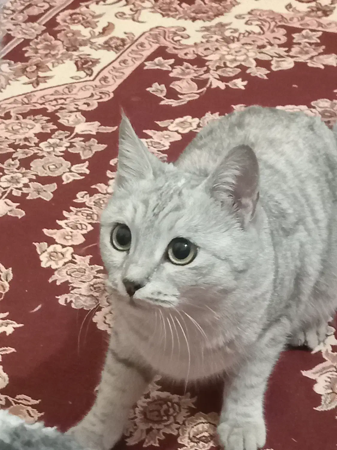 گربه خانگی|گربه|خوی, |دیوار