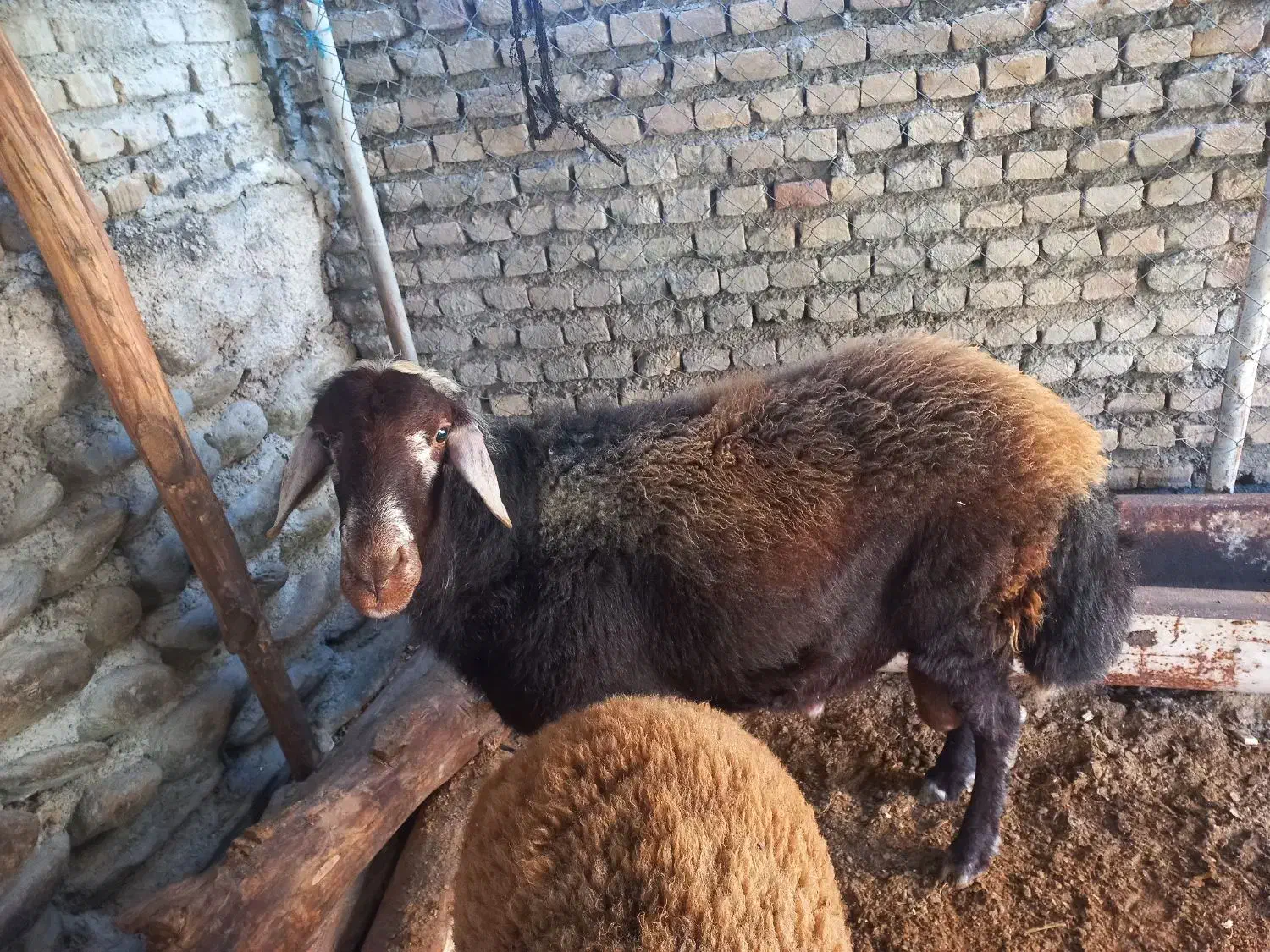 گوسفند|حیوانات مزرعه|بندر گز, |دیوار