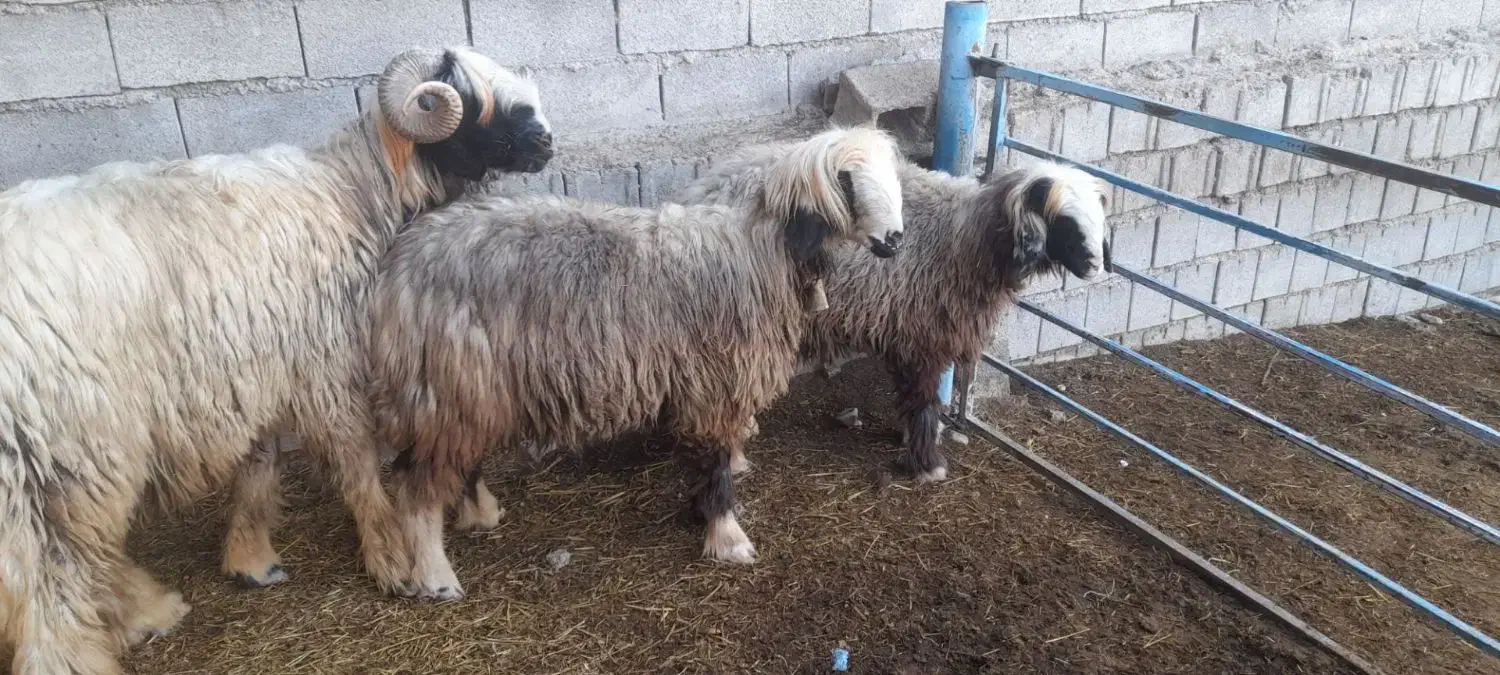 میش داشتی|حیوانات مزرعه|مسجد سلیمان, |دیوار