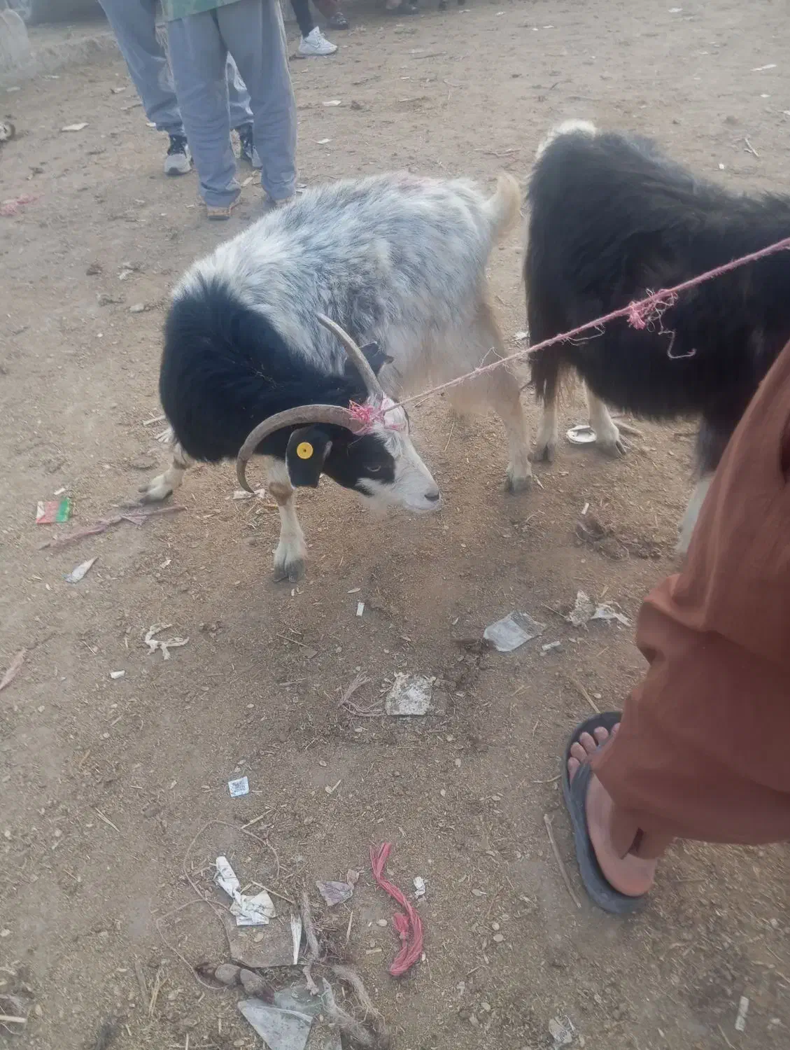 دوتا ماده بز چاق|حیوانات مزرعه|گنبد کاووس, |دیوار