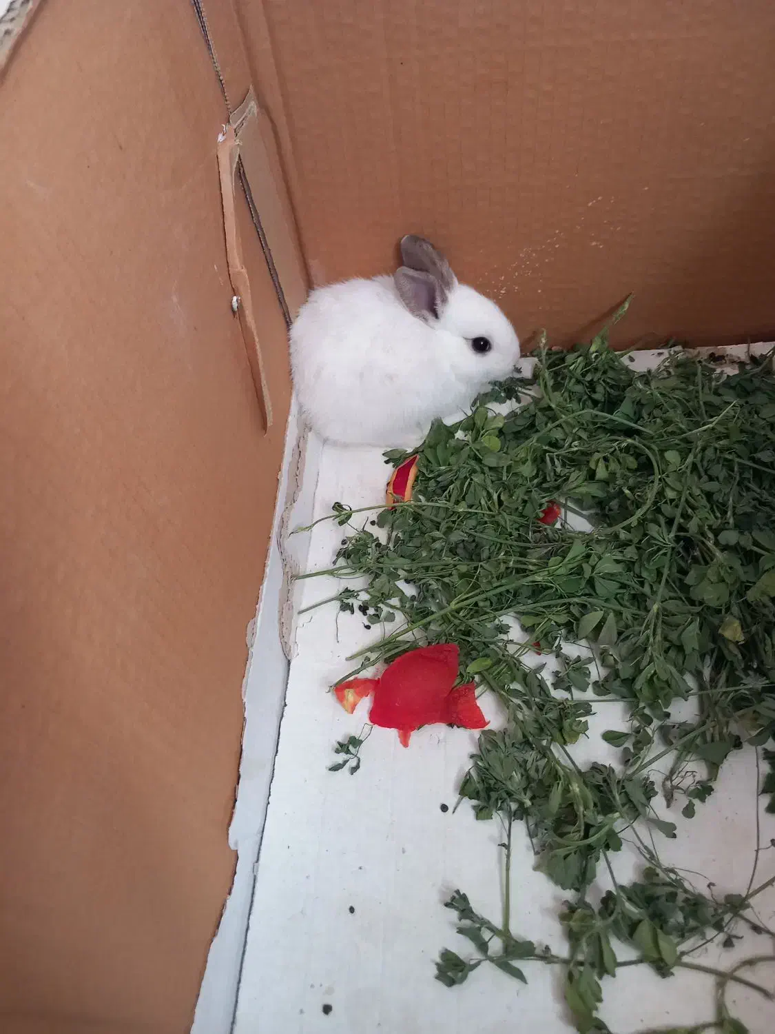 خرگوش|موش و خرگوش|کهنوج, |دیوار