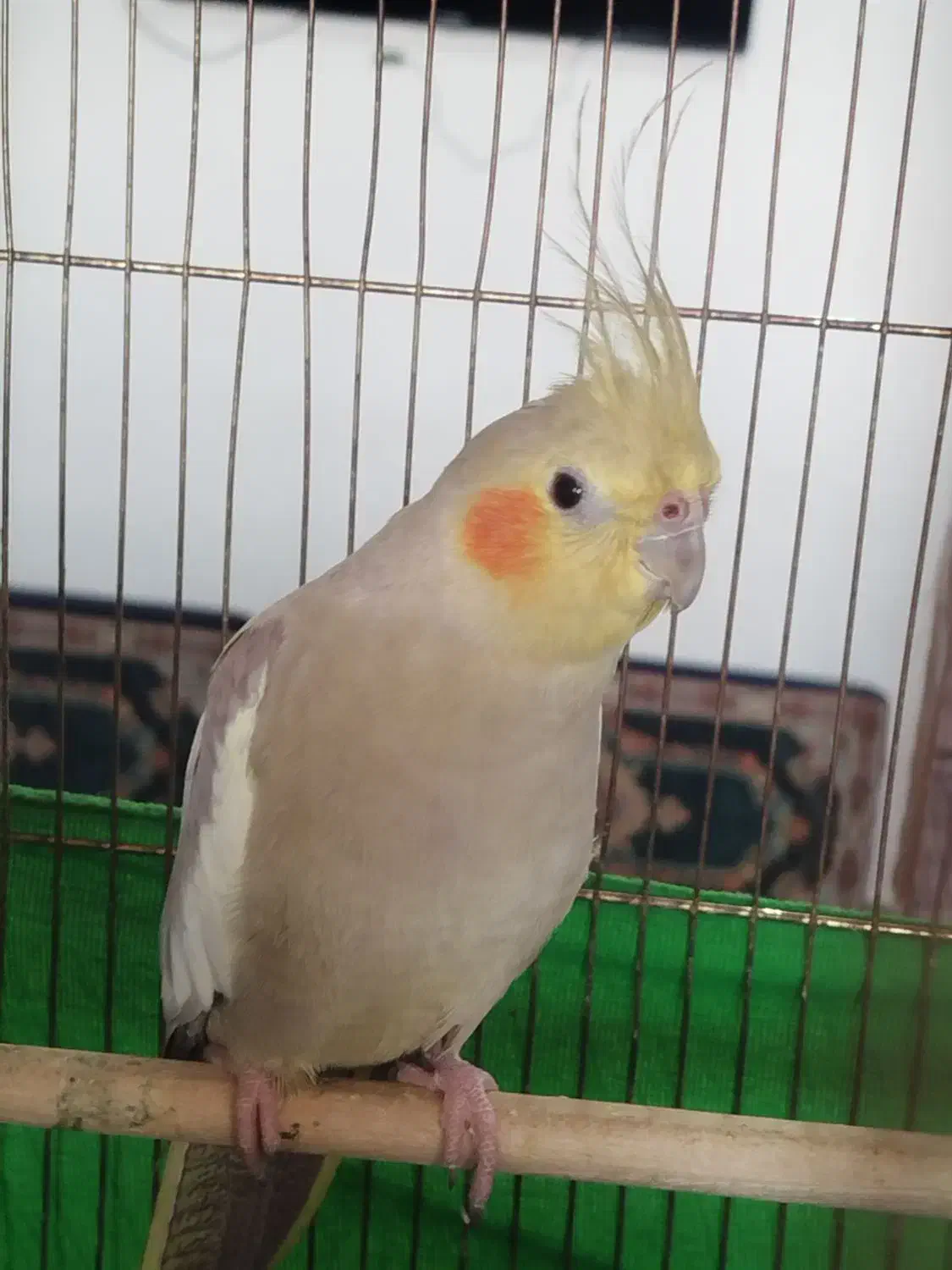 عروس هلندی خونگی|پرنده|هشتگرد, سیف آباد|دیوار