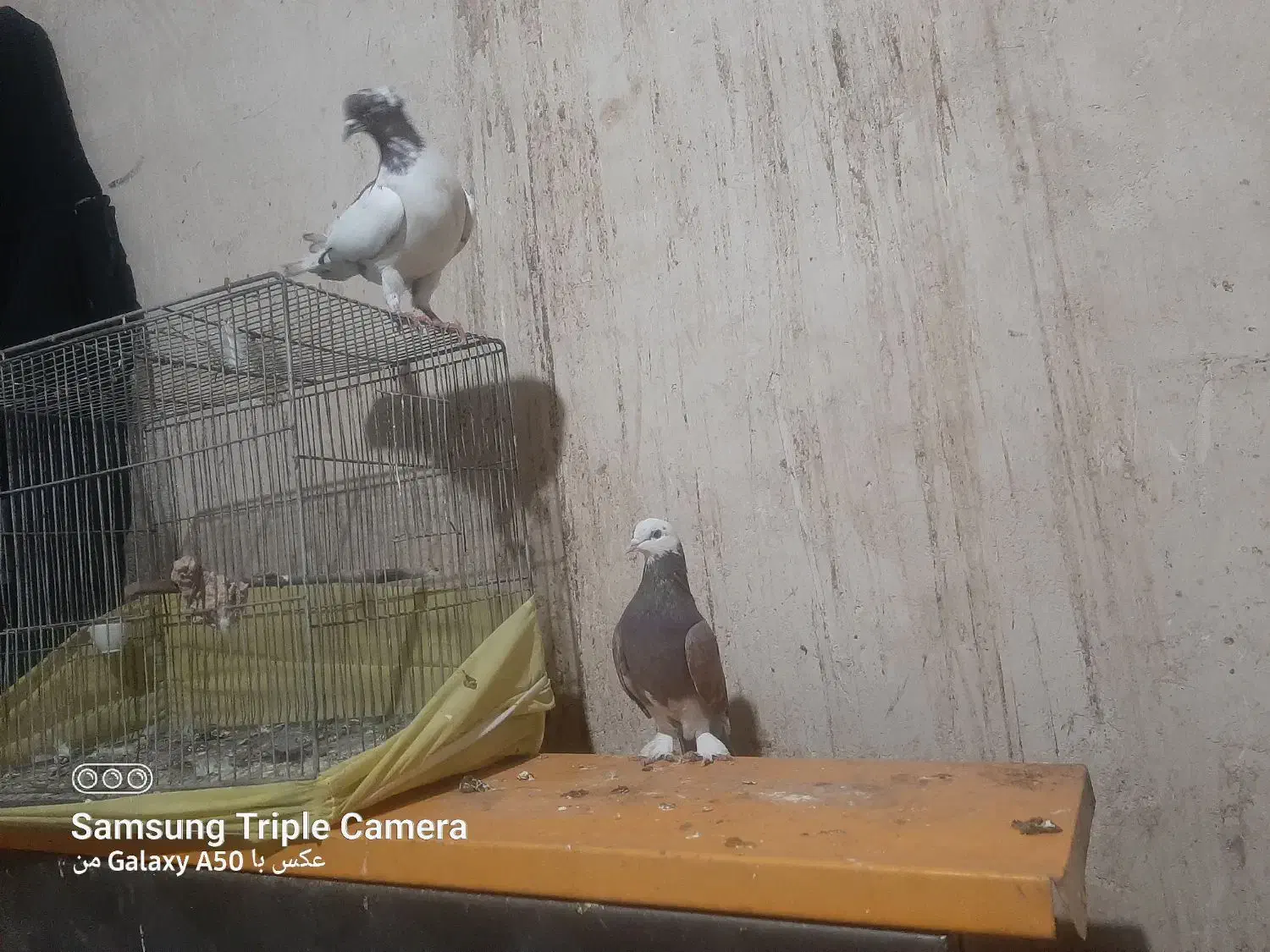 ی جفت کفتر نقش|پرنده|ساوه, |دیوار