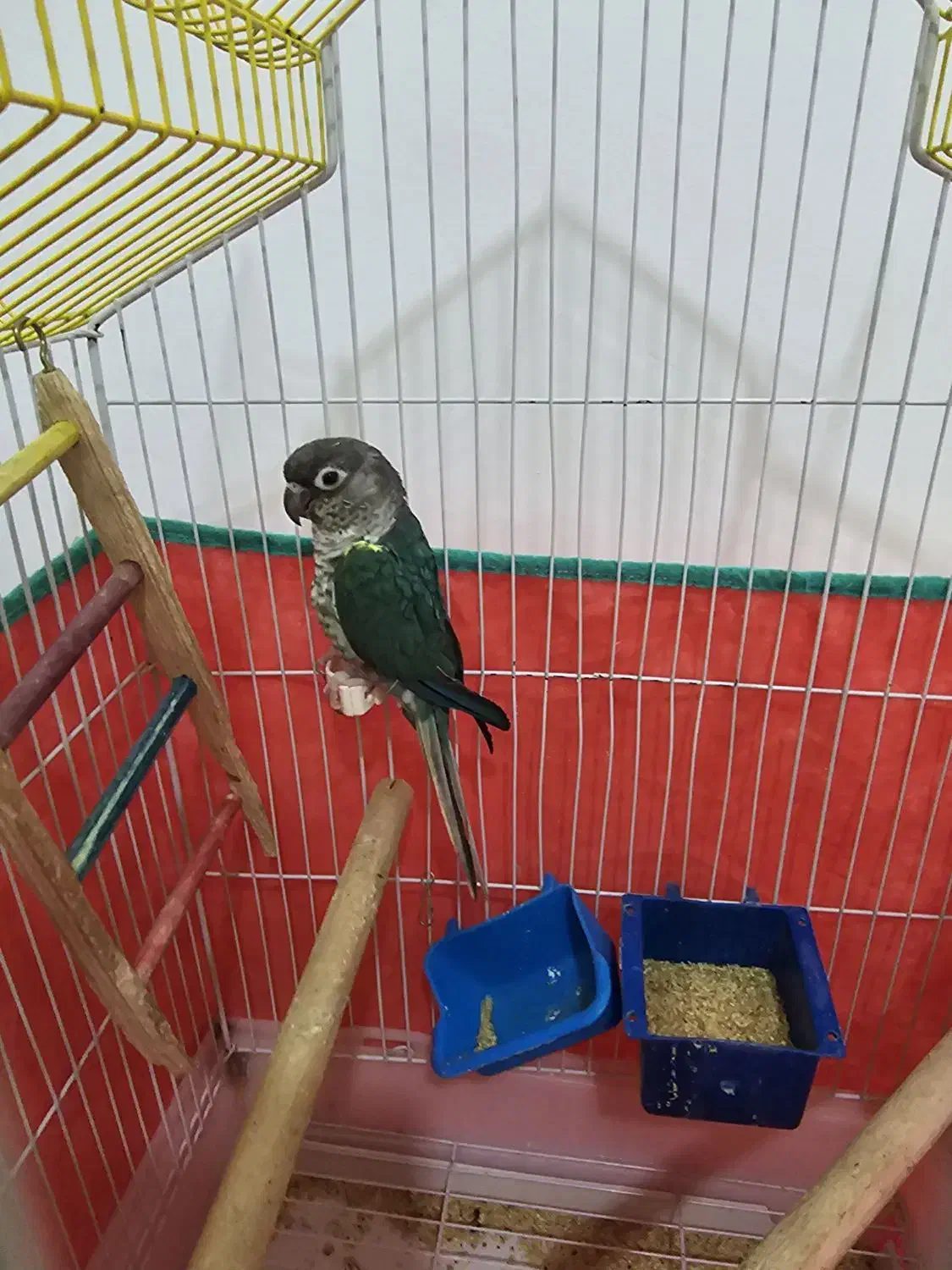 گرینچیک طوطی|پرنده|کرمانشاه, |دیوار