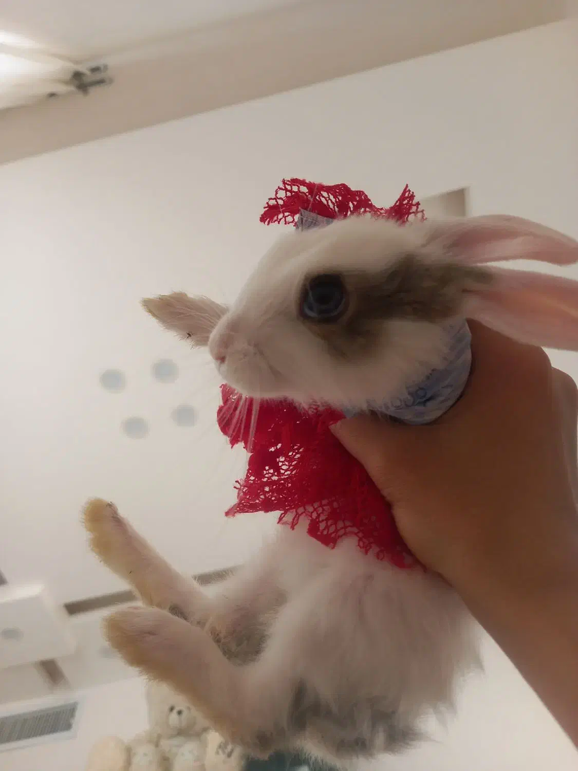 خرگوش|موش و خرگوش|ایلام, |دیوار