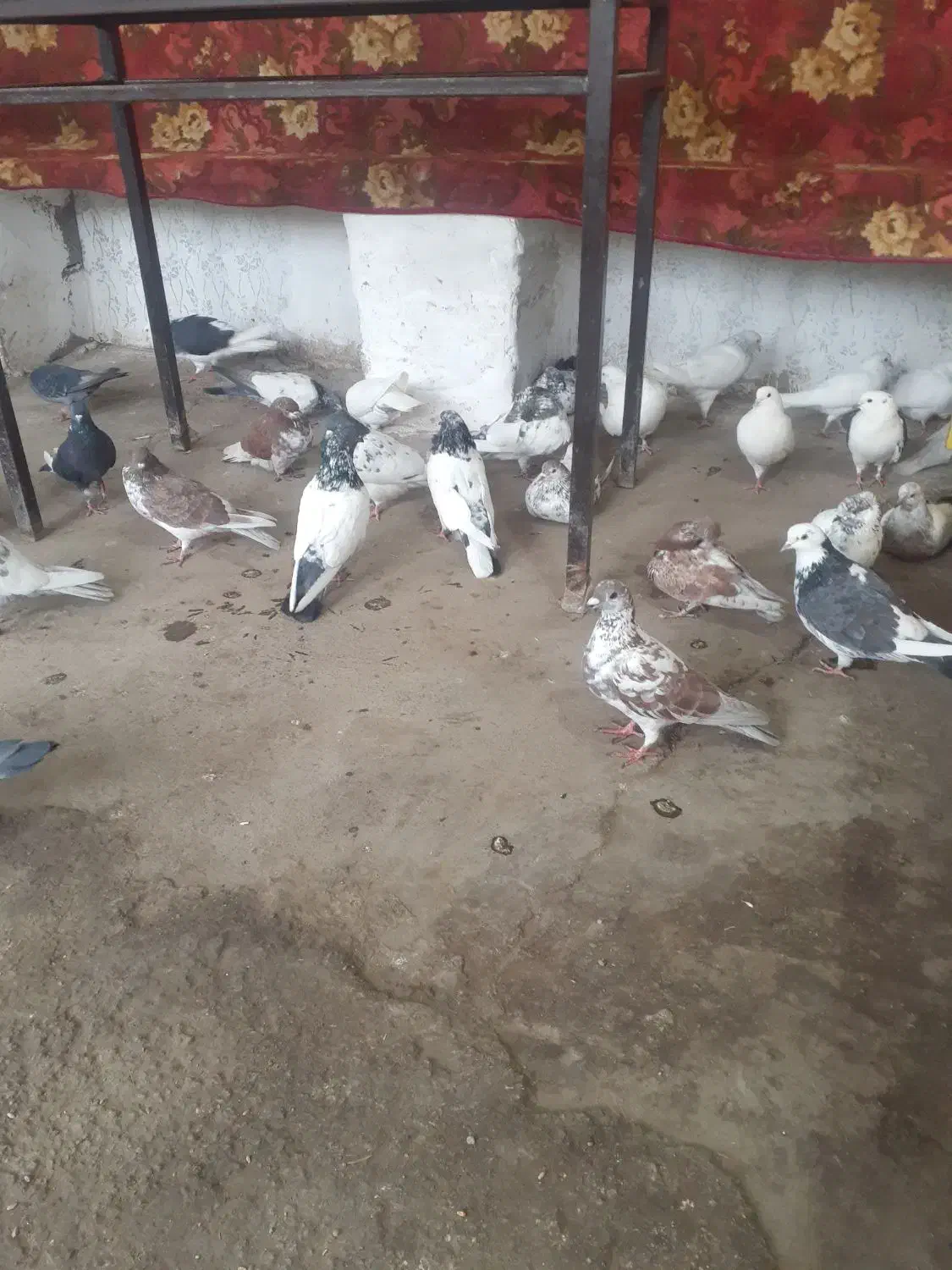 کبوتر|پرنده|اردبیل, |دیوار