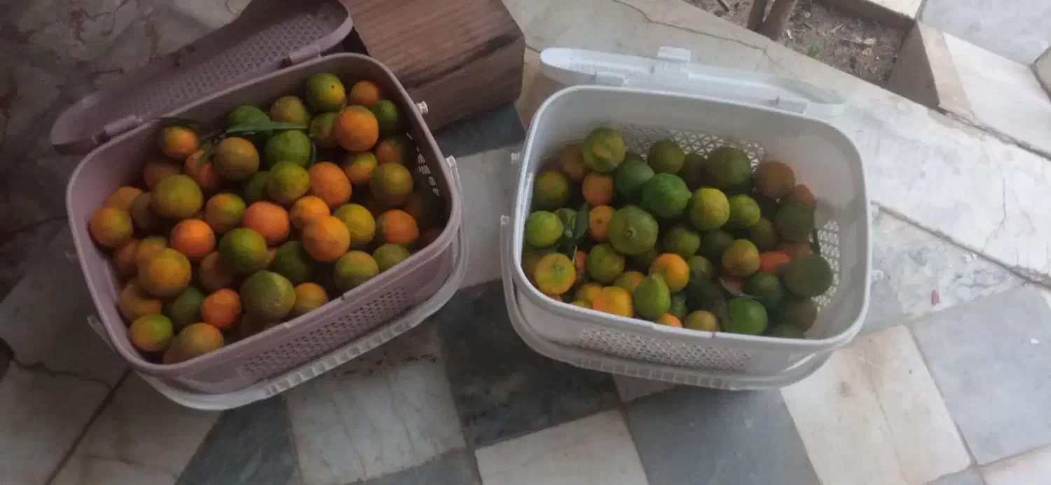 نارنگی (کرمانتین)|خوردنی و آشامیدنی|کلاله, |دیوار