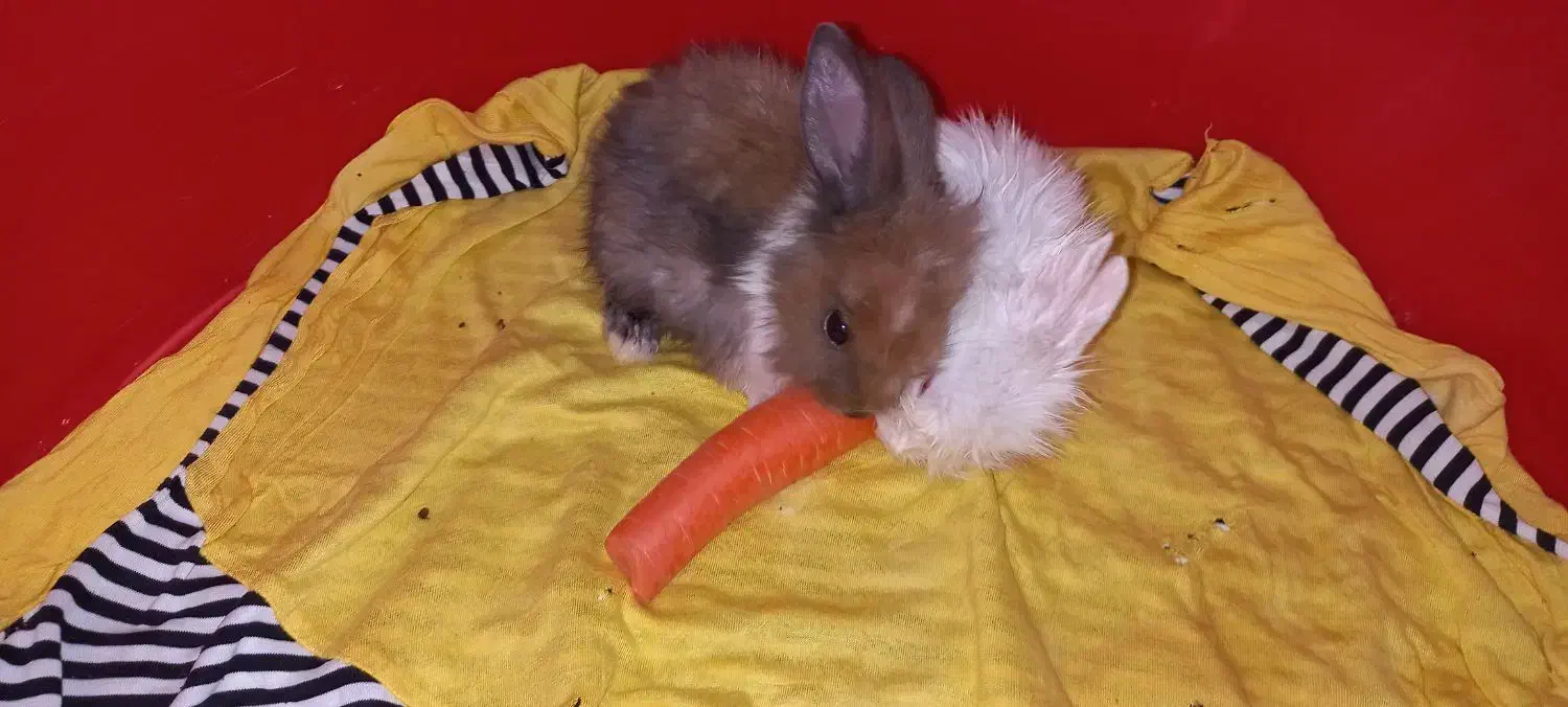 یک جفت خرگوش بسیار کوچک|موش و خرگوش|پرند, فاز ۶|دیوار