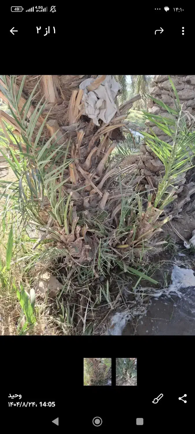 پاجوش مضافتی|گل و گیاه طبیعی|بم, |دیوار