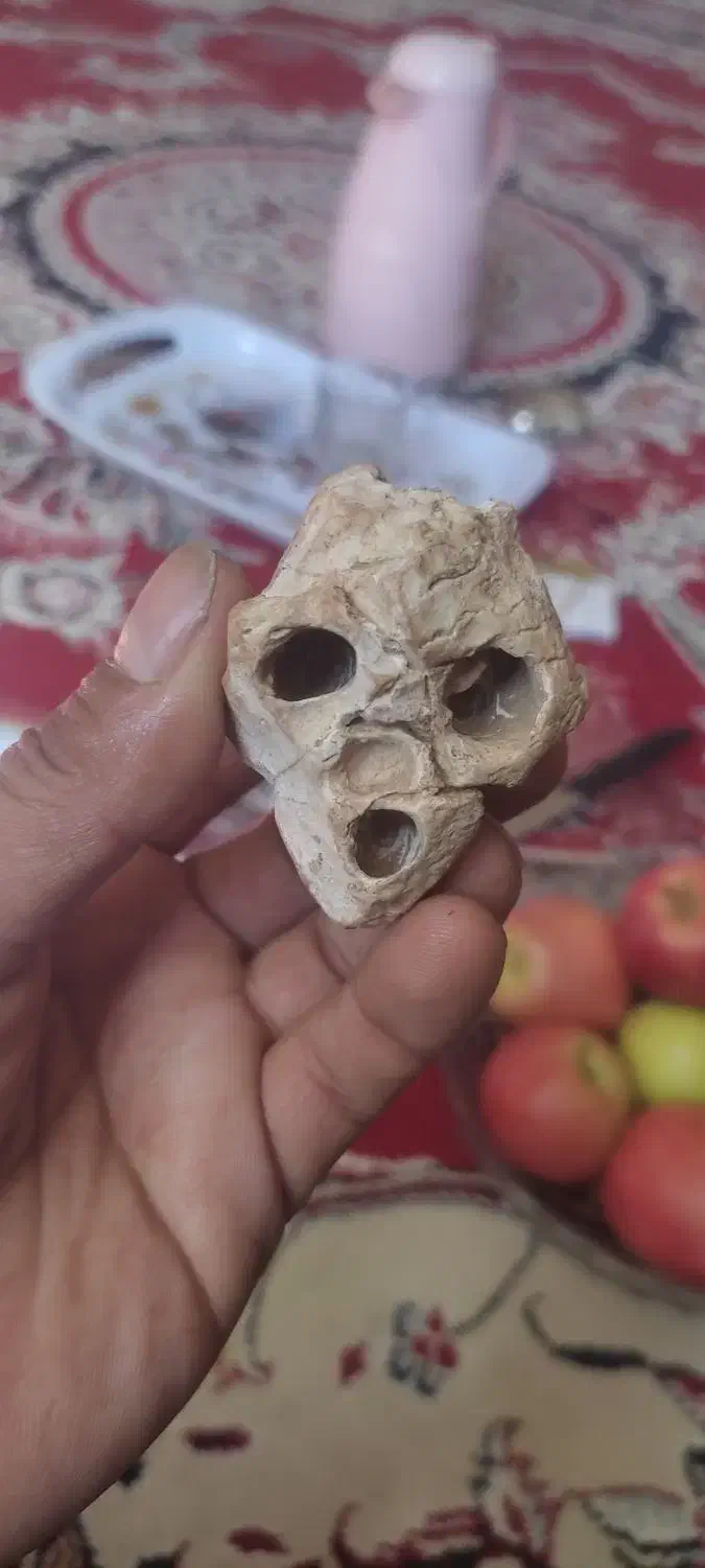 جمجمه استخوانی آدم کوتوله یافضایی چند هزارسال قد|کلکسیون اشیاء عتیقه|فسا, |دیوار