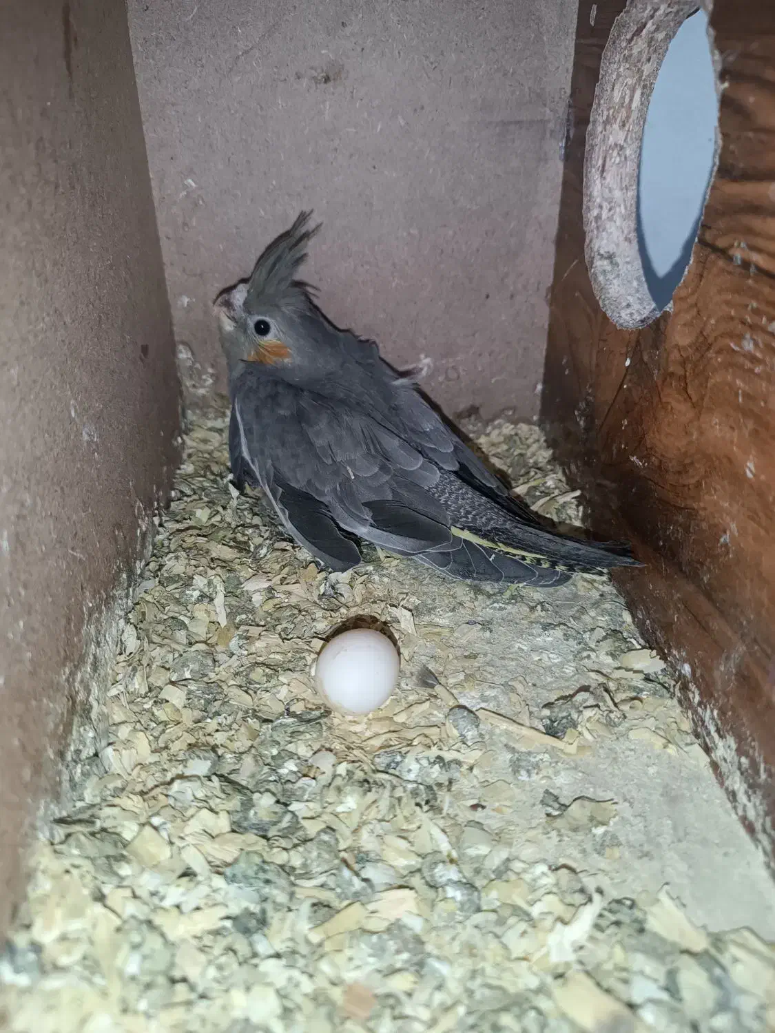 عروس هلندی|پرنده|مشهد, ایثار|دیوار