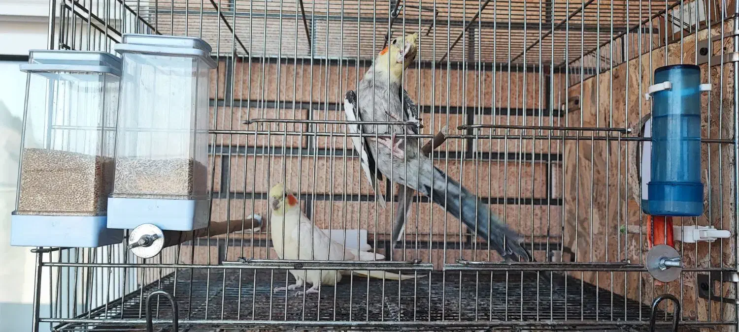 یه جفت عروس هلندی با جوجه|پرنده|پیر بکران, |دیوار