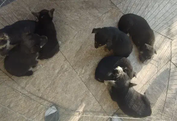 توله سگ های بامزه و باهوش|سگ|شهریار, شهریار|دیوار