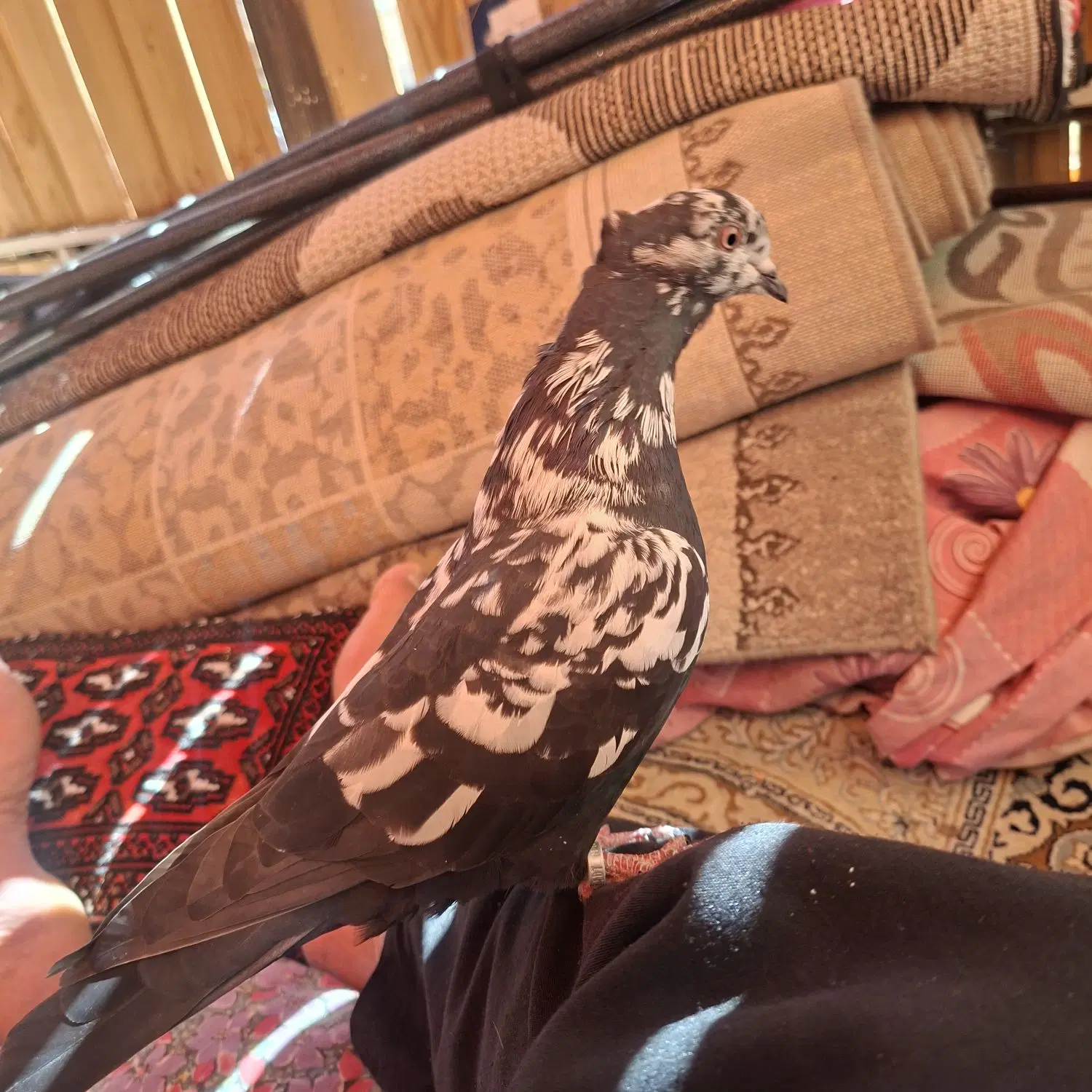 کبوترنر|پرنده|پرند, فاز ۳|دیوار