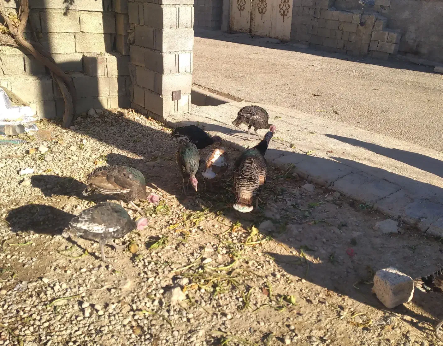 بوقلمون هفت ماهه|حیوانات مزرعه|یاسوج, |دیوار