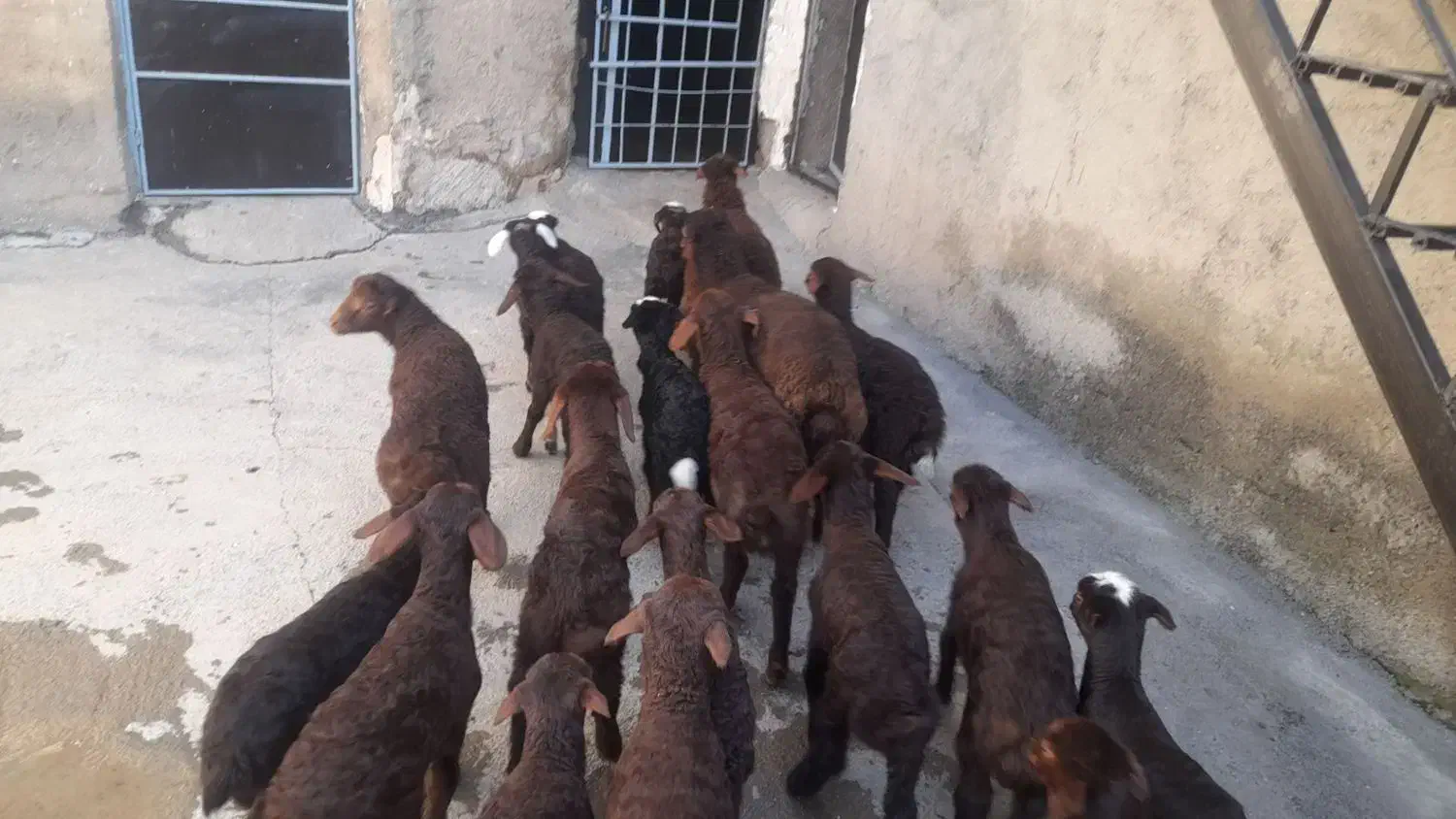 گوسفند و بره|حیوانات مزرعه|مریوان, |دیوار