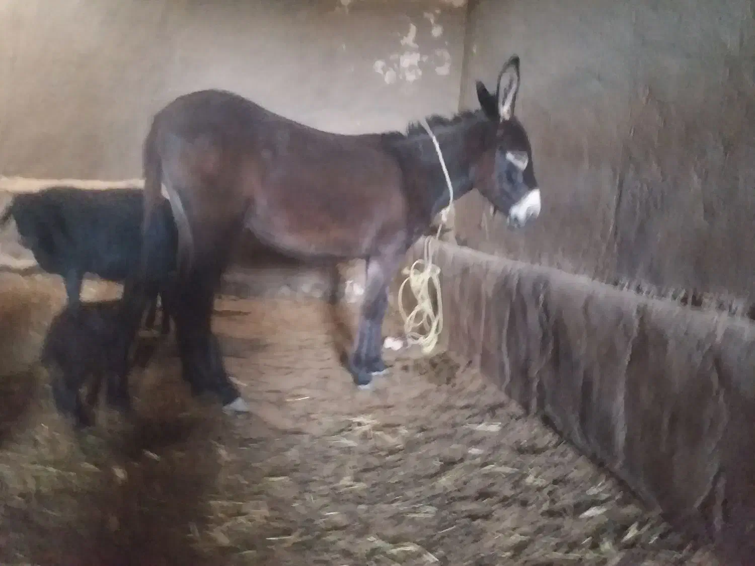 خرماده|حیوانات مزرعه|مهربان, |دیوار