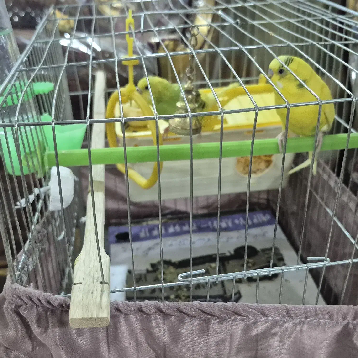 مرغ عشق|پرنده|تهران, سوهانک|دیوار