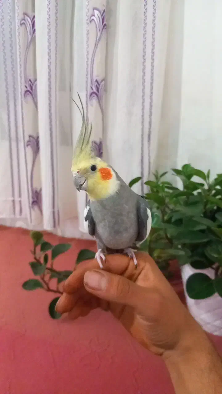 پرنده عروس هلندی|پرنده|اهر, |دیوار