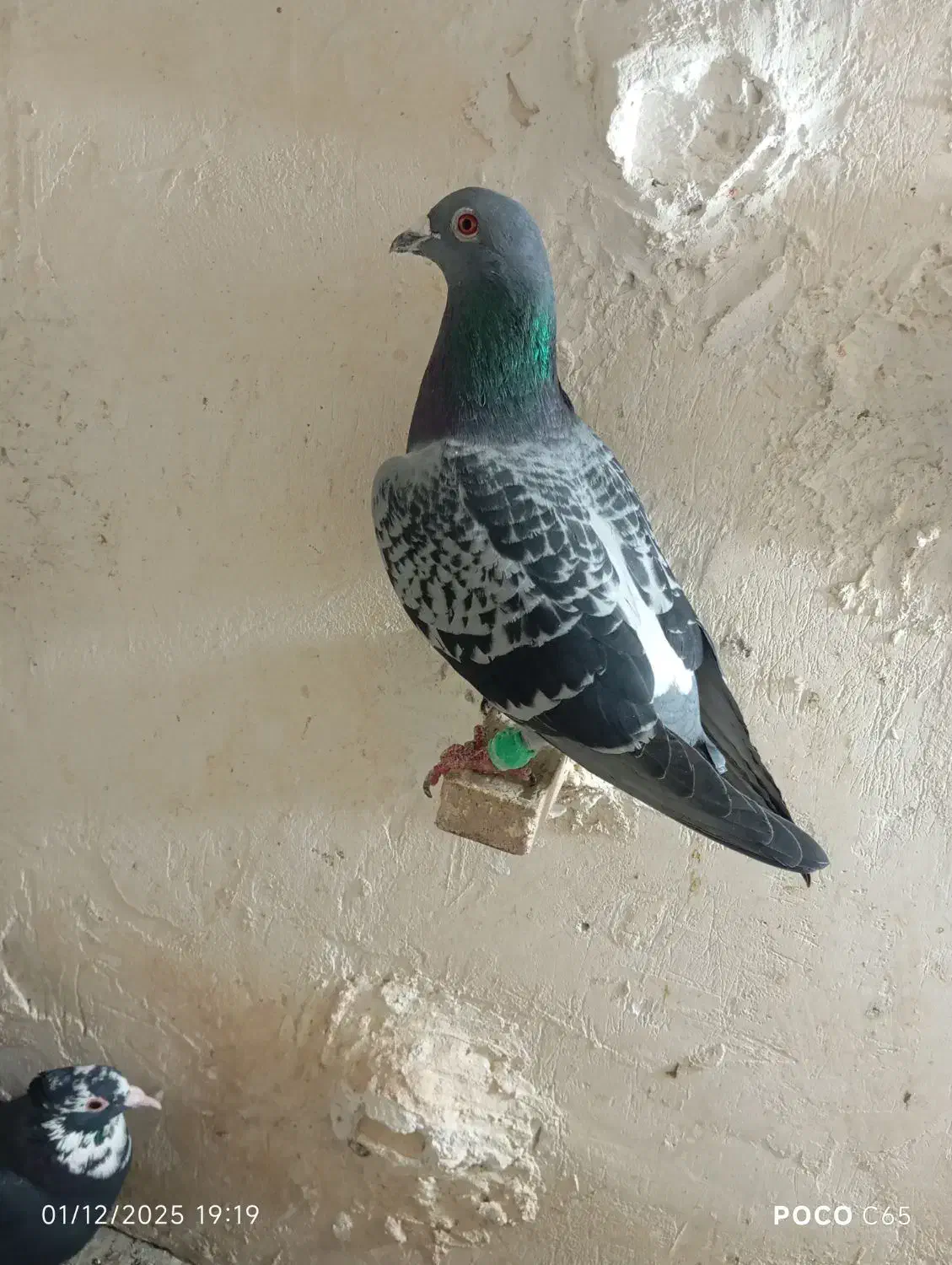 پلنگ سبز. سفید. مگس سه کفترنر|پرنده|خاش, |دیوار