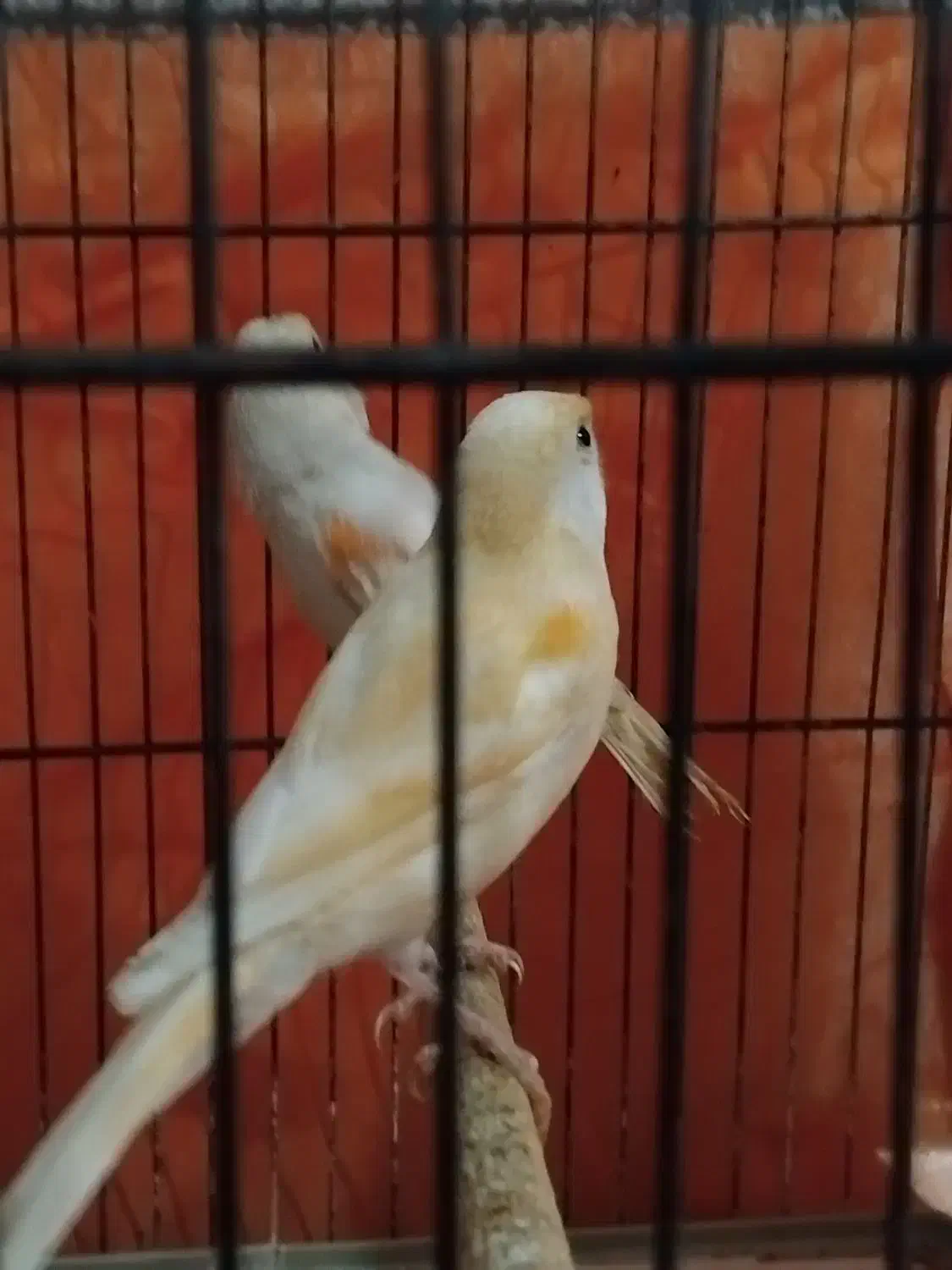 قناری موزاییکی|پرنده|آستانه اشرفیه, |دیوار