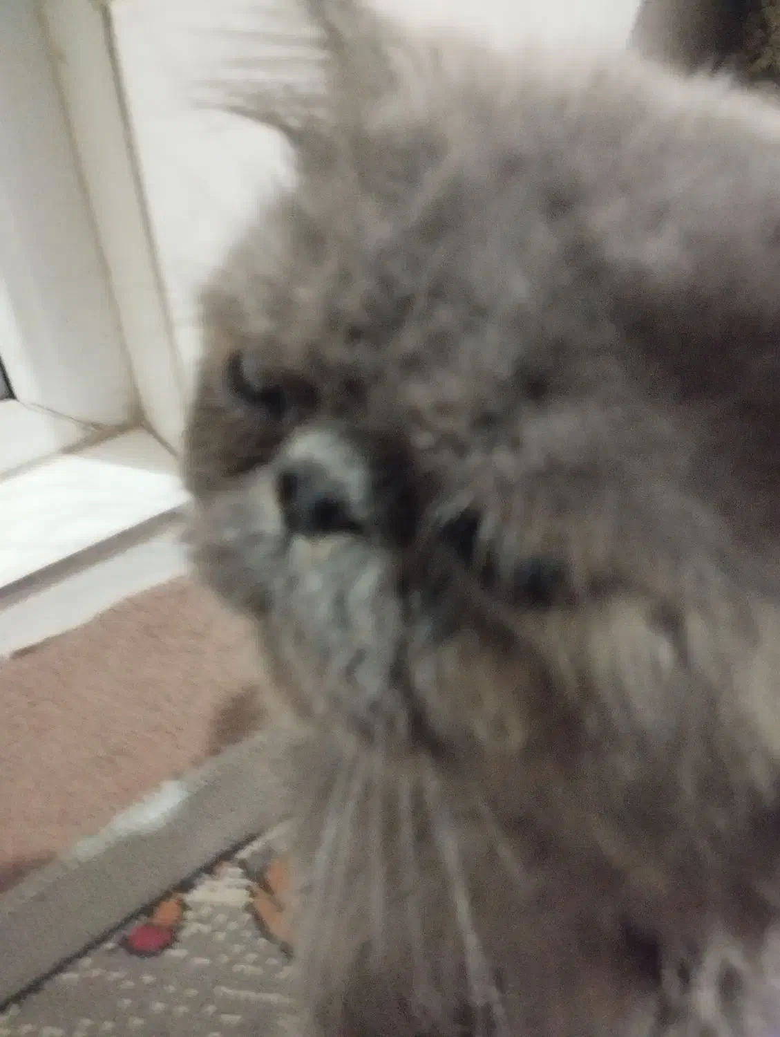 گربیه نژادارنر|گربه|تبریز, |دیوار