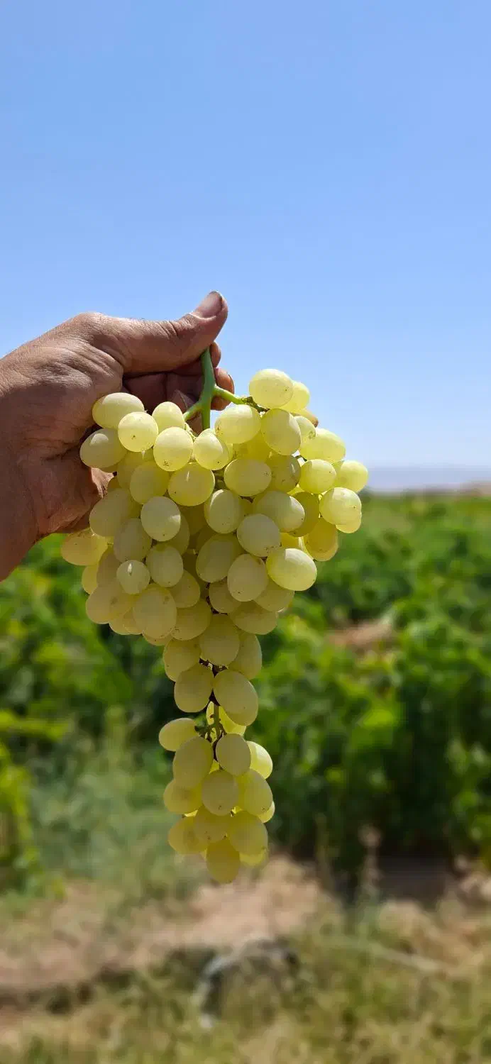 آبغوره طبیعی کشمش کاشمر و قیمت رقابتی بازار|خوردنی و آشامیدنی|تهران, حر|دیوار