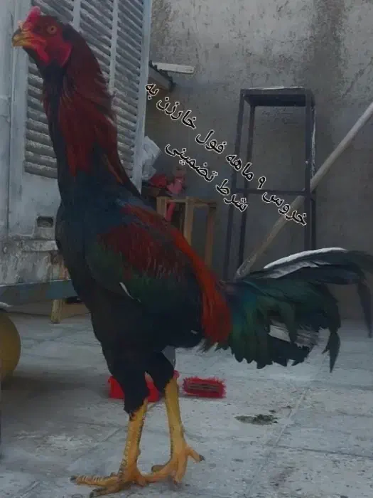 لاری|حیوانات مزرعه|قزوین, |دیوار