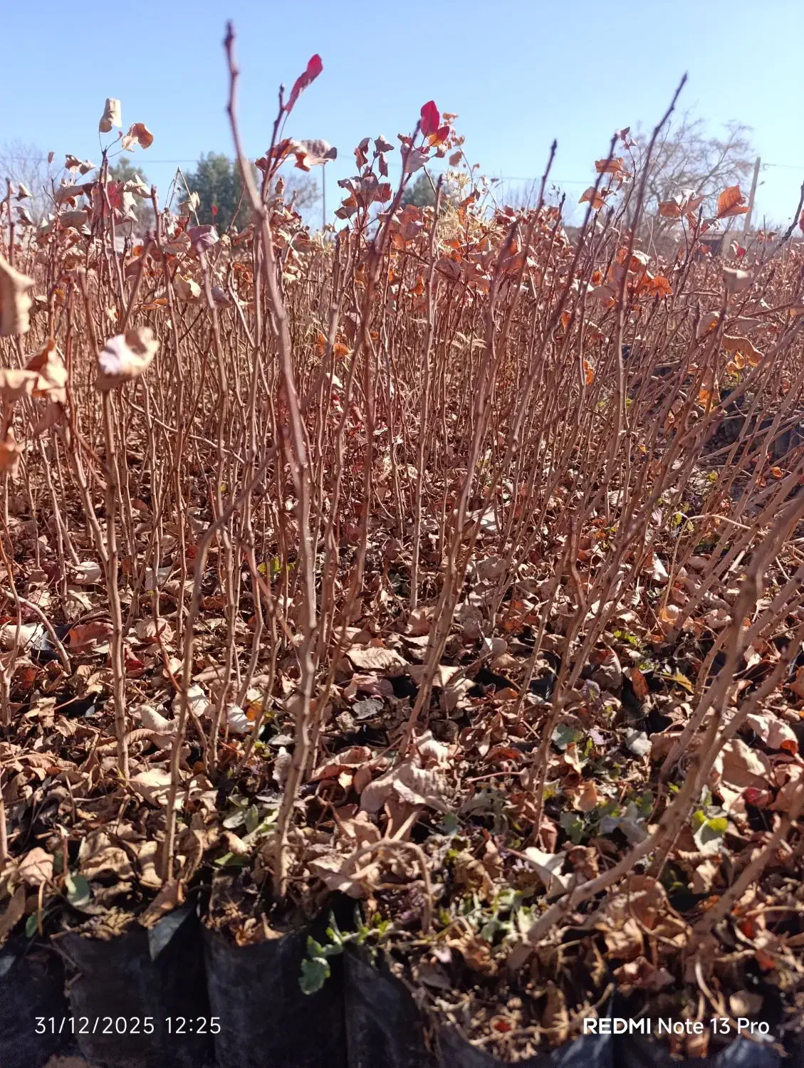 فروش نهال|خدمات باغبانی و درختکاری|مهریز, |دیوار