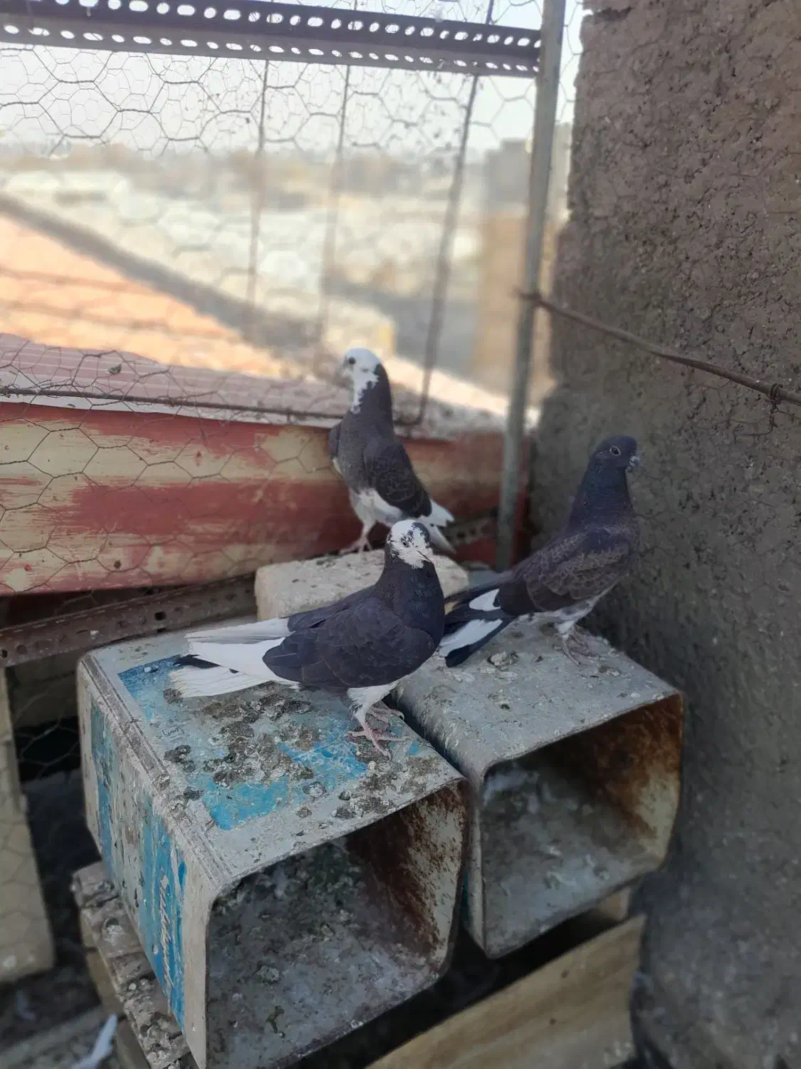 جوجه کبوتر تازه دون خور|پرنده|ابریشم, |دیوار