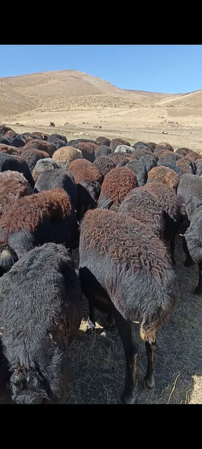 چت وتماس همیشه فعال است|حیوانات مزرعه|چاراویماق, |دیوار