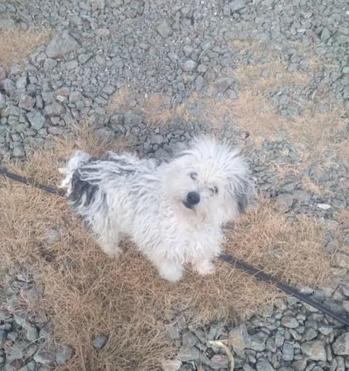 پاکوتاه نگهبان ماده|سگ|زنجان, |دیوار