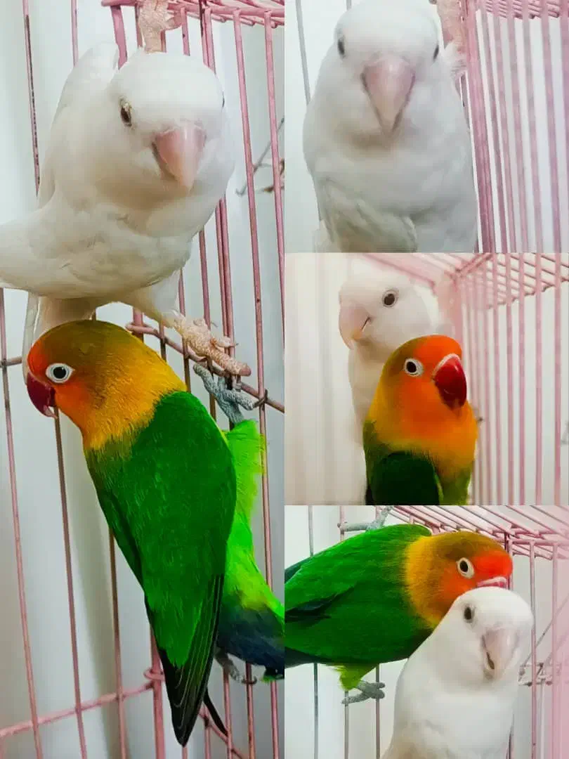 طوطی برزیلی|پرنده|جم, |دیوار