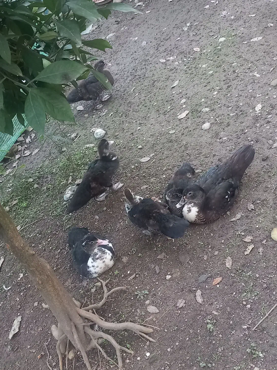 اردک اسرائیلی|پرنده|آستارا, |دیوار