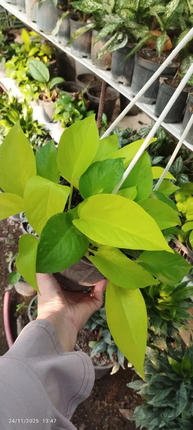 فروش انواع گل سانس  شفلر کامپکت|گل و گیاه طبیعی|سلمان‌شهر, |دیوار